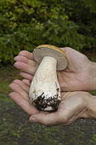 King Bolete (Boletus edulis) mushroom held by mushroom gatherer, Graham Island, Haida Gwaii, British Columbia, Canada