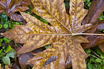 Bigleaf Maple (Acer macrophyllum) leaf in autumn, North Cascades National Park, Washington
