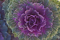 Cabbage (Brassica oleracea), Denver Botanic Gardens, Denver, Colorado