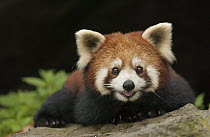 Lesser Panda (Ailurus fulgens), Wolong Nature Reserve, Sichuan, China