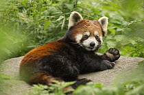 Lesser Panda (Ailurus fulgens), Wolong Nature Reserve, Sichuan, China