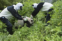 Giant Panda (Ailuropoda melanoleuca) being collared by keepers in panda suits, Wolong Nature Reserve, Sichuan, China