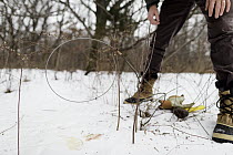 Coyote (Canis latrans) biologist, David Drake, placing cable restraint for collaring along game trail in nature preserve near University of Wisconsin-Madison, Madison, Wisconsin