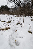 Coyote (Canis latrans) cable restraint for collaring is placed along game trail in nature preserve near University of Wisconsin-Madison, Madison, Wisconsin