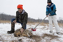 Coyote (Canis latrans) biologist, Marcus Mueller, sedating coyote during collaring in nature preserve near University of Wisconsin-Madison, Madison, Wisconsin
