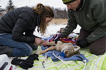 Coyote (Canis latrans) veterinarian, Miranda Torkelson, drawing blood during collaring, University of Wisconsin-Madison, Madison, Wisconsin