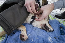 Coyote (Canis latrans) biologist, Marcus Mueller, fitting radio tracking collar to sedated coyote in nature preserve near University of Wisconsin-Madison, Madison, Wisconsin