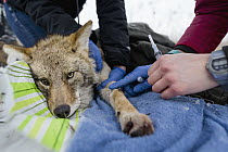 Coyote (Canis latrans) veterinarians prepare to draw blood from coyote during collaring, University of Wisconsin-Madison, Madison, Wisconsin
