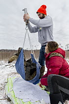 Coyote (Canis latrans) biologist, Marcus Mueller, weighing coyote during collaring in nature preserve near University of Wisconsin-Madison, Madison, Wisconsin