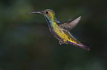 Coppery-headed Emerald (Elvira cupreiceps) male hummingbird hovering, Costa Rica