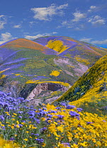 Phacelia (Phacelia sp) and Hillside Daisy (Monolopia lanceolata) flowers, superbloom, Temblor Range, Carrizo Plain National Monument, California