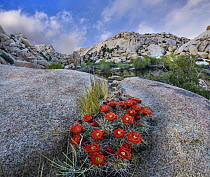 Claret Cup Cactus (Echinocereus triglochidiatus) flowering near Barker Pond Trail, Joshua Tree National Park, California