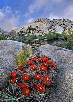 Claret Cup Cactus (Echinocereus triglochidiatus) flowering near Barker Pond Trail, Joshua Tree National Park, California