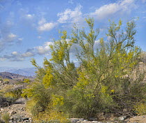 Palo Verde (Cercidium sp) blooming, Joshua Tree National Park, California