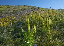 Desert Candle (Caulanthus inflatus) flowering, Carrizo Plain National Monument, California