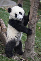 Giant Panda (Ailuropoda melanoleuca) six-to-eight month old cub, Chengdu, China