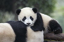 Giant Panda (Ailuropoda melanoleuca) six-to-eight month old cub resting on mother, Chengdu, China