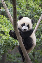 Giant Panda (Ailuropoda melanoleuca) six-to-eight month old cub in tree, Chengdu, China