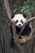 Giant Panda (Ailuropoda melanoleuca) six-to-eight month old cub in tree, Chengdu, China