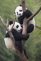 Giant Panda (Ailuropoda melanoleuca) six-to-eight month old cubs playing in tree, Bifengxia Panda Base, Sichuan, China