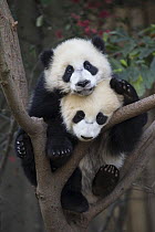 Giant Panda (Ailuropoda melanoleuca) six-to-eight month old cubs in tree, Chengdu, China