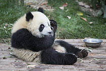 Giant Panda (Ailuropoda melanoleuca) six-to-eight month old cub drinking milk from bowl, Chengdu, China