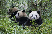 Giant Panda (Ailuropoda melanoleuca) sub-adult in bamboo, Chengdu, China