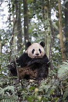 Giant Panda (Ailuropoda melanoleuca), Bifengxia Panda Base, Sichuan, China