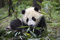 Giant Panda (Ailuropoda melanoleuca) six-to-eight month old cub feeding on bamboo, Bifengxia Panda Base, Sichuan, China