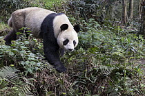 Giant Panda (Ailuropoda melanoleuca), Bifengxia Panda Base, Sichuan, China