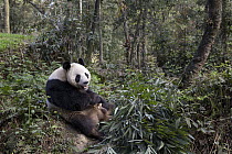 Giant Panda (Ailuropoda melanoleuca) feeding on bamboo in forest, Bifengxia Panda Base, Sichuan, China