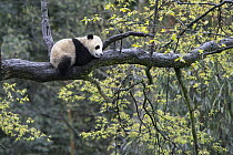 Giant Panda (Ailuropoda melanoleuca) six-to-eight month old cub in tree, Bifengxia Panda Base, Sichuan, China