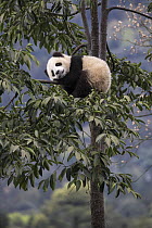 Giant Panda (Ailuropoda melanoleuca) six-to-eight month old cub resting in tree, Bifengxia Panda Base, Sichuan, China