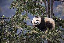 Giant Panda (Ailuropoda melanoleuca) six-to-eight month old cub resting in tree, Bifengxia Panda Base, Sichuan, China