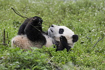 Giant Panda (Ailuropoda melanoleuca) six-to-eight month old cub playing with sticks, Bifengxia Panda Base, Sichuan, China