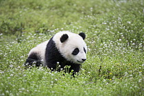 Giant Panda (Ailuropoda melanoleuca) six-to-eight month old cub, Bifengxia Panda Base, Sichuan, China