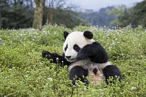 Giant Panda (Ailuropoda melanoleuca) six-to-eight month old cub reclining, Bifengxia Panda Base, Sichuan, China