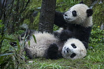 Giant Panda (Ailuropoda melanoleuca) six-to-eight month old cubs playing, Bifengxia Panda Base, Sichuan, China