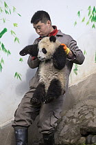 Giant Panda (Ailuropoda melanoleuca) keeper carrying six-to-eight month old cub, Bifengxia Panda Base, Sichuan, China