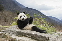 Giant Panda (Ailuropoda melanoleuca) feeding on bamboo, Shenshuping Panda Base, Wolong Nature Reserve, Sichuan, China