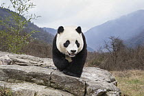 Giant Panda (Ailuropoda melanoleuca), Shenshuping Panda Base, Wolong Nature Reserve, Sichuan, China