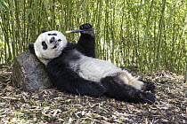 Giant Panda (Ailuropoda melanoleuca) feeding on bamboo, Shenshuping Panda Base, Wolong Nature Reserve, Sichuan, China