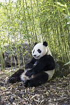 Giant Panda (Ailuropoda melanoleuca), Shenshuping Panda Base, Wolong Nature Reserve, Sichuan, China