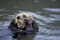 Sea Otter (Enhydra lutris) grooming, Elkhorn Slough, Monterey Bay, California