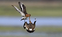 Black-tailed Godwit (Limosa limosa) pair fighting, Duemmer Lake, Germany, sequence 1 of 6