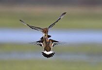 Black-tailed Godwit (Limosa limosa) pair fighting, Duemmer Lake, Germany, sequence 2 of 6