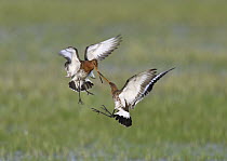 Black-tailed Godwit (Limosa limosa) pair fighting, Duemmer Lake, Germany, sequence 3 of 6