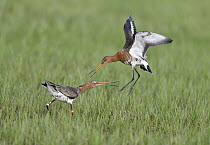 Black-tailed Godwit (Limosa limosa) pair fighting, Duemmer Lake, Germany, sequence 4 of 6