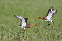 Black-tailed Godwit (Limosa limosa) pair fighting, Duemmer Lake, Germany, sequence 5 of 6