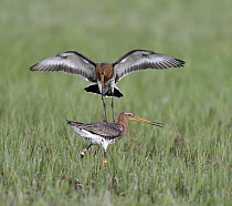 Black-tailed Godwit (Limosa limosa) pair fighting, Duemmer Lake, Germany, sequence 6 of 6